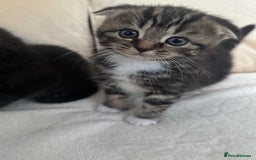 Mixed Breed cats for sale: Scottish fold mixed breed - Image 18