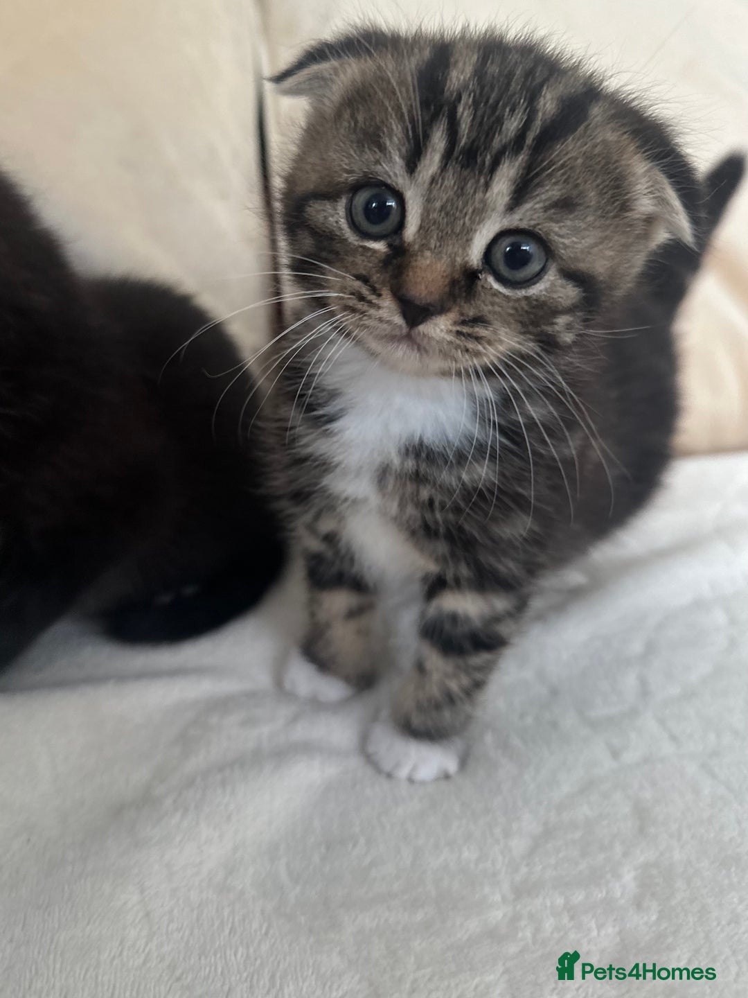 Mixed Breed cats for sale: Scottish fold mixed breed - Image 18