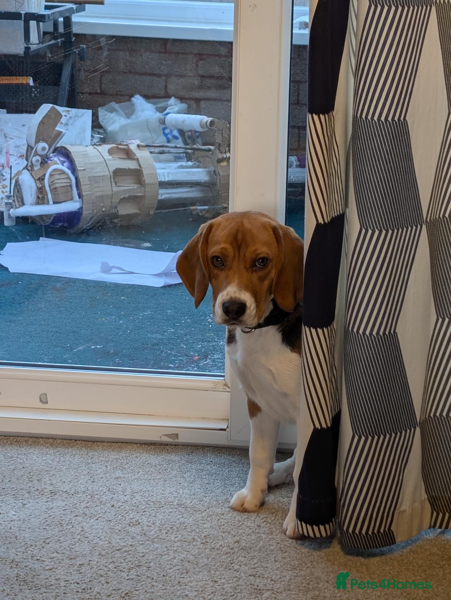 Beagle dogs 8 month male beagle - Looking for a forever home - Advert 1