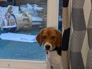 Beagle dogs 8 month male beagle - Looking for a forever home - Advert 1