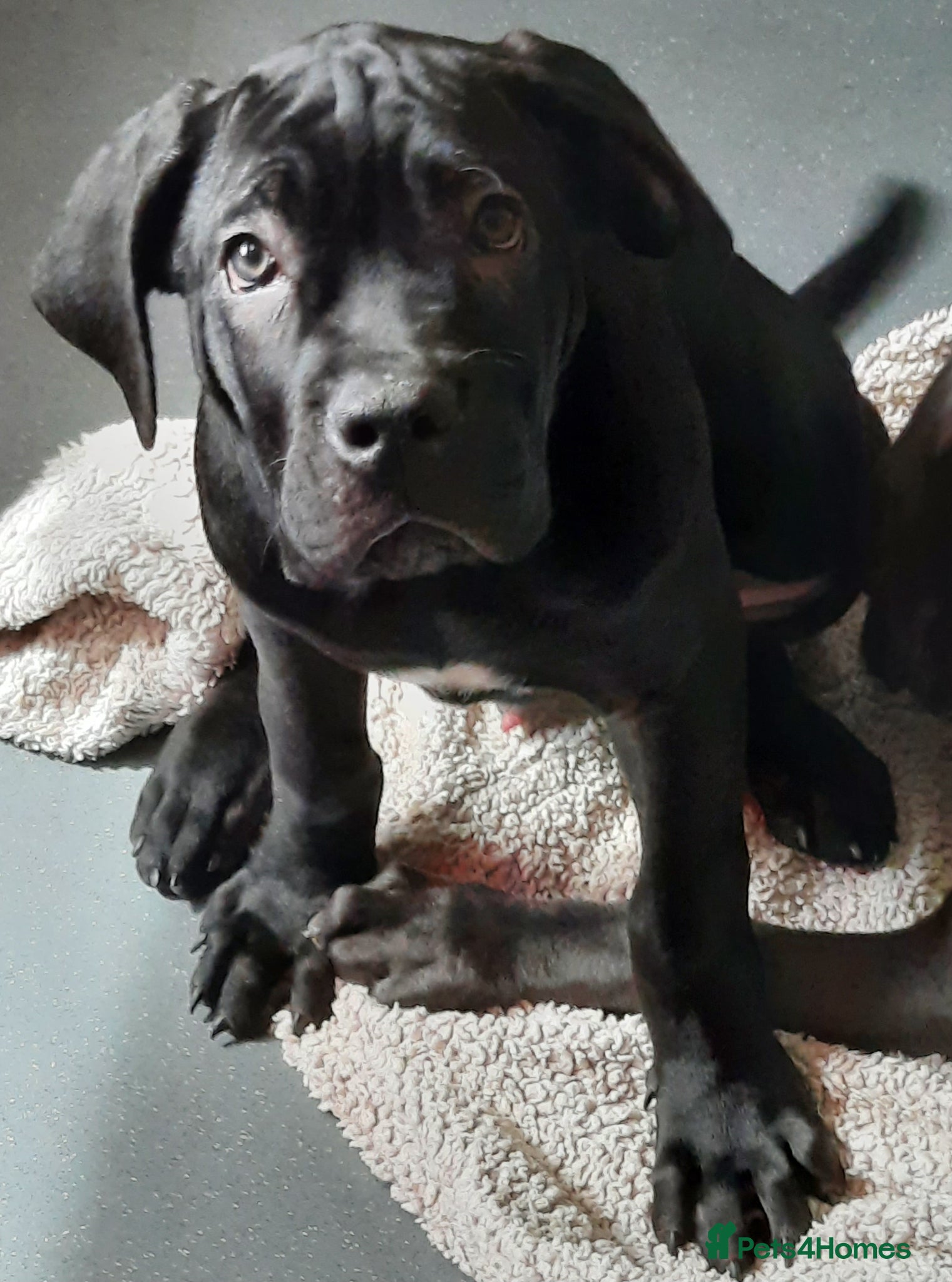 Cane Corso dogs CANE CORSO PUPPIES READY TO LEAVE! - Advert 1
