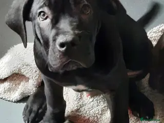 Cane Corso dogs CANE CORSO PUPPIES READY TO LEAVE! - Advert 1