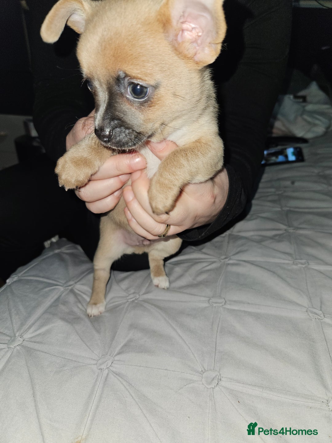 Chug dogs for sale: Beautiful chugs for sale  - Advert 2