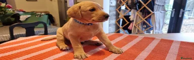 Labrador Retriever 2
