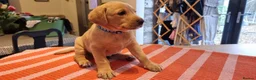 Labrador Retriever dogs for sale: Fox Red Labrador Retriever puppies - £1,200. - Advert 5
