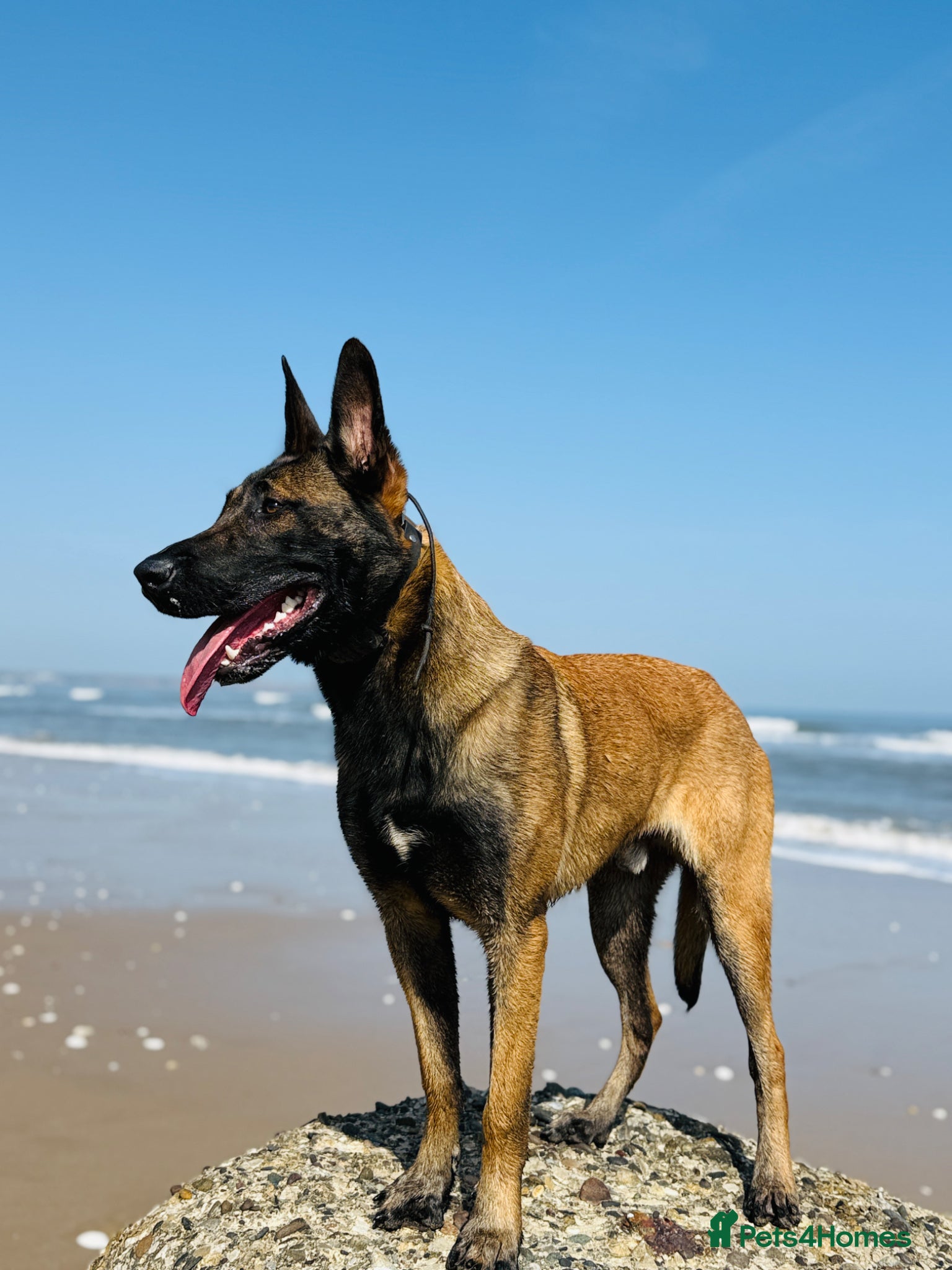 Belgian Shepherd Dog dogs Belgium Malinois - Advert 2