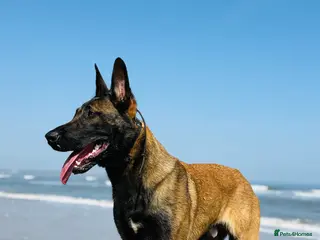 Belgian Shepherd Dog dogs Belgium Malinois - Advert 2
