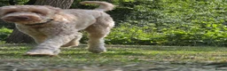 Labradoodle dogs for sale: Labradoodle - Advert 4