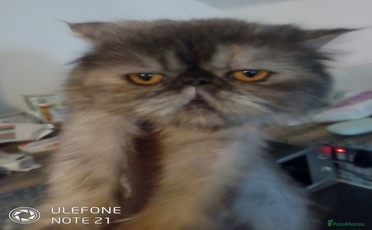 Exotic cats - Advert 1