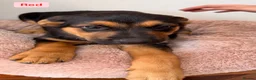 Mixed Breed dogs for sale:  Stunning Rottweiler × German Shepherd Puppies - Advert 7