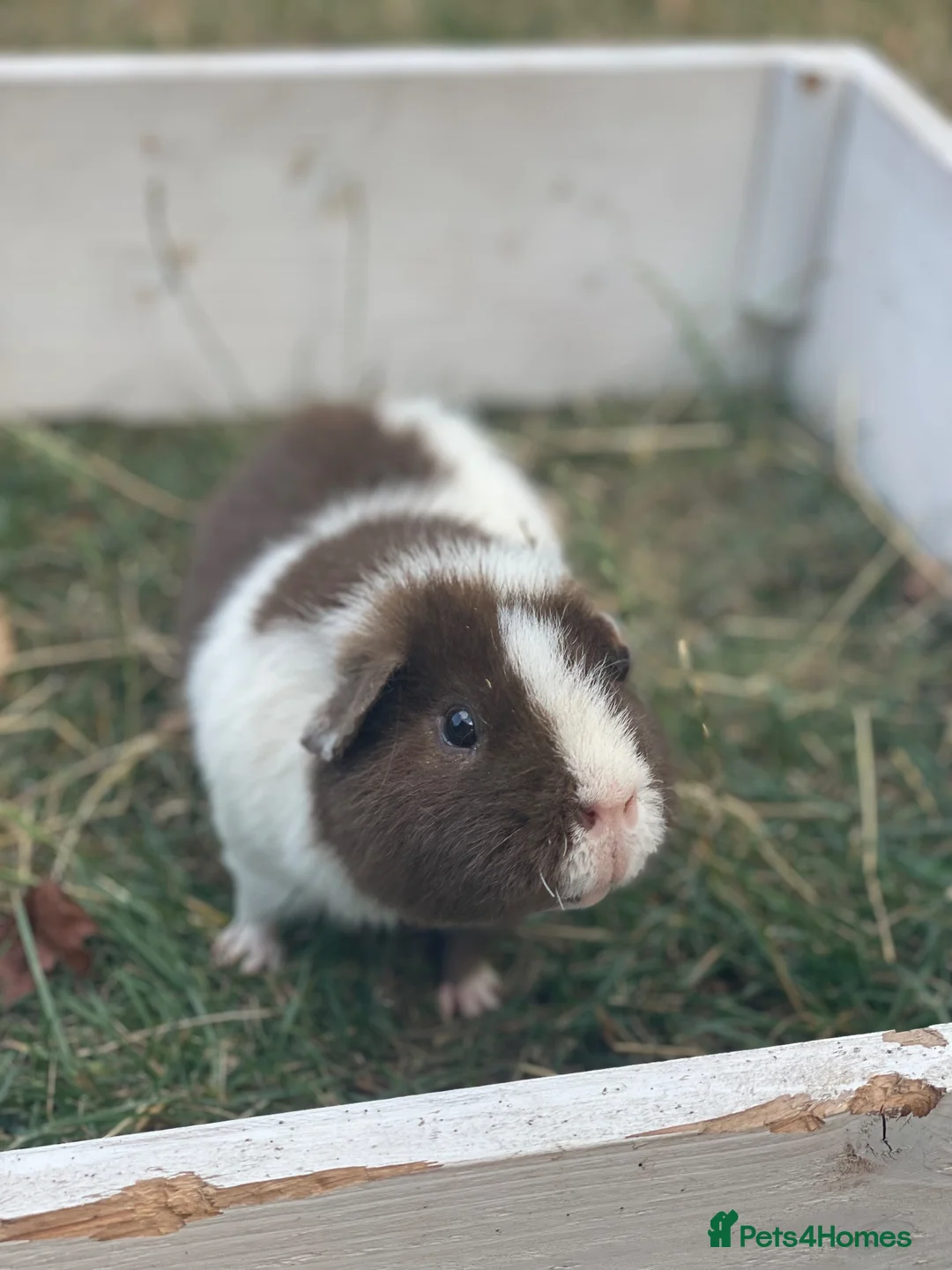 Guinea Pig rodents for sale: Guinea pigs looking for forever homes  - Advert 2