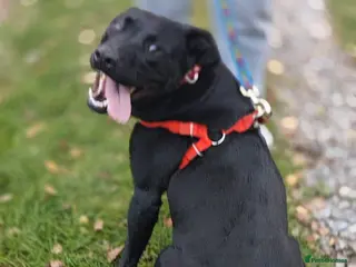 Mixed Breed dogs FOSTER CALL:❤️NICOL❤️Energetic, Playful, Loving - Advert 1