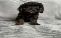 Cockapoo dogs for sale: Adorable Cockapoos looking for forever homes - Image 12