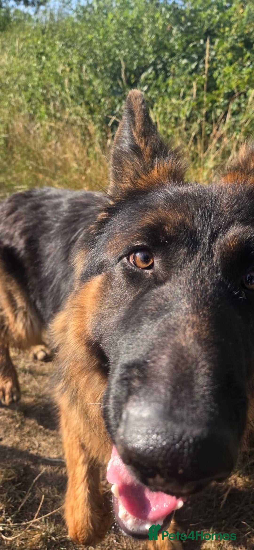 German Shepherd dogs for sale: Longhaired German Shepard  - Advert 2