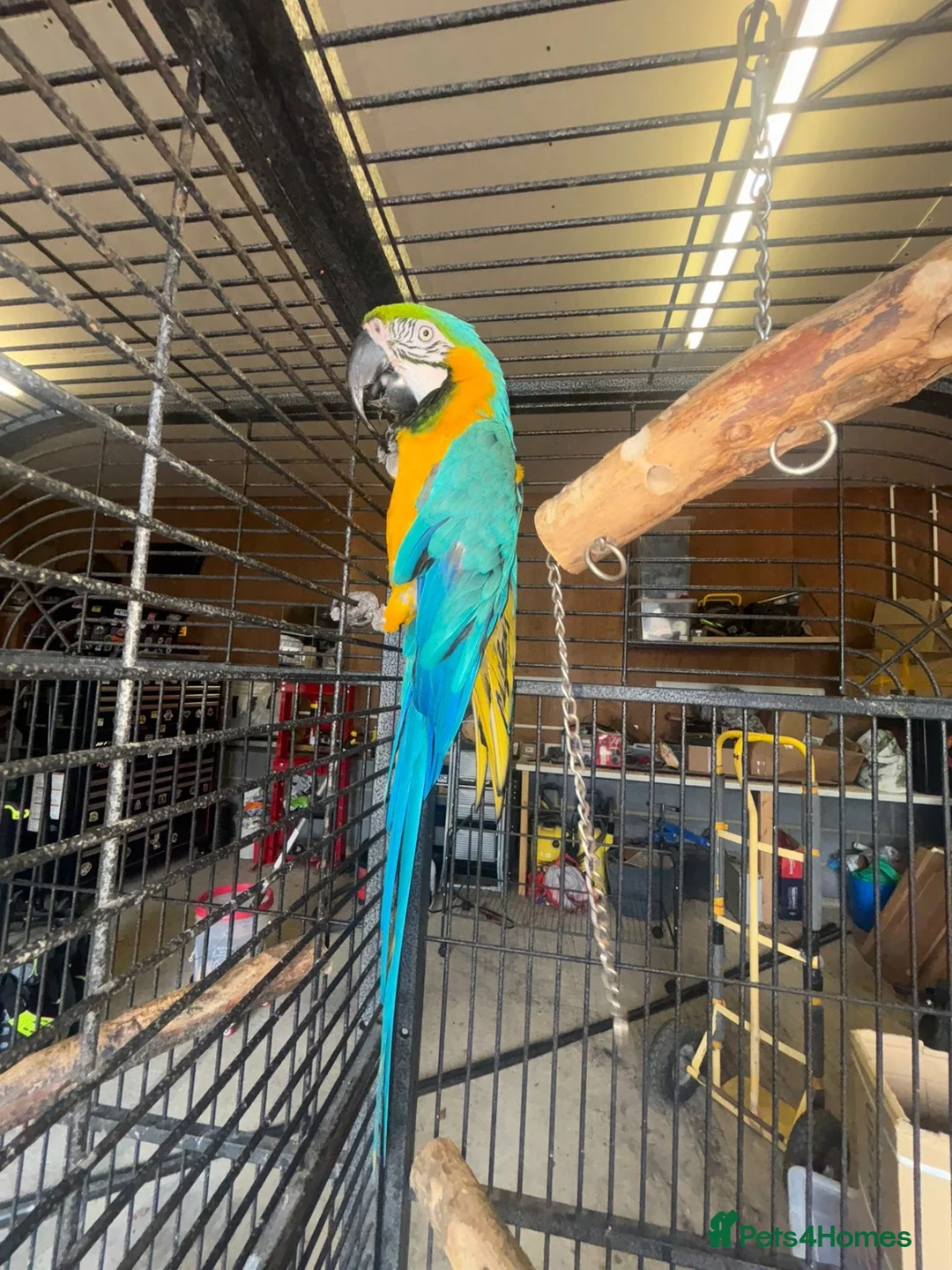 Macaws birds for sale: Blue and gold macaws - Advert 8
