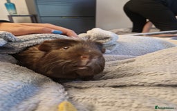 Guinea Pig rodents for sale: Guinea pig pair of calm males - Image 5