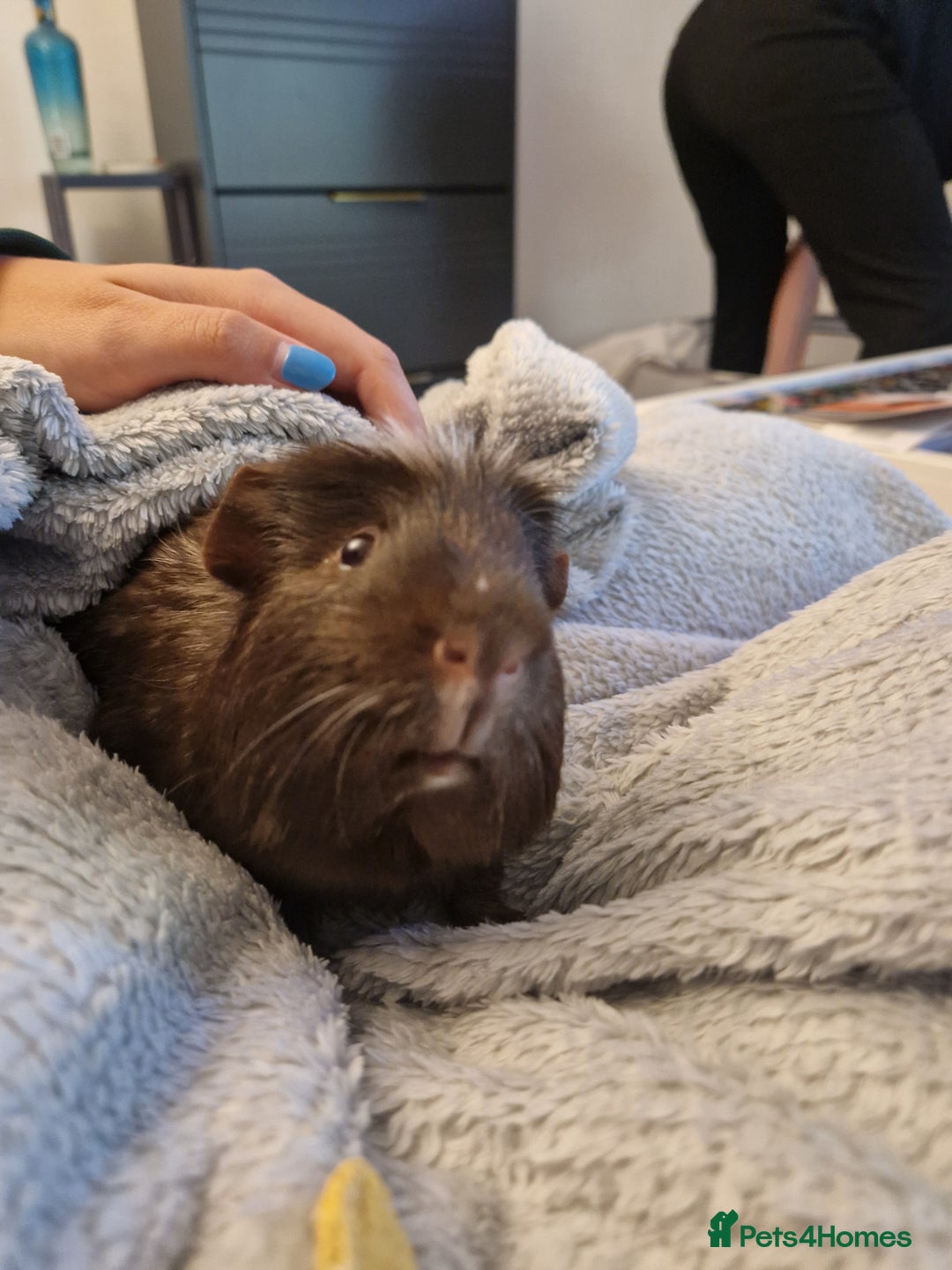 Guinea Pig rodents for sale: Guinea pig pair of calm males - Image 5