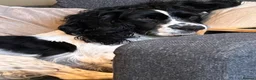 Cocker Spaniel dogs for sale: Blue Roan and Liver Roan Cocker Spaniels for Sale  - Advert 3