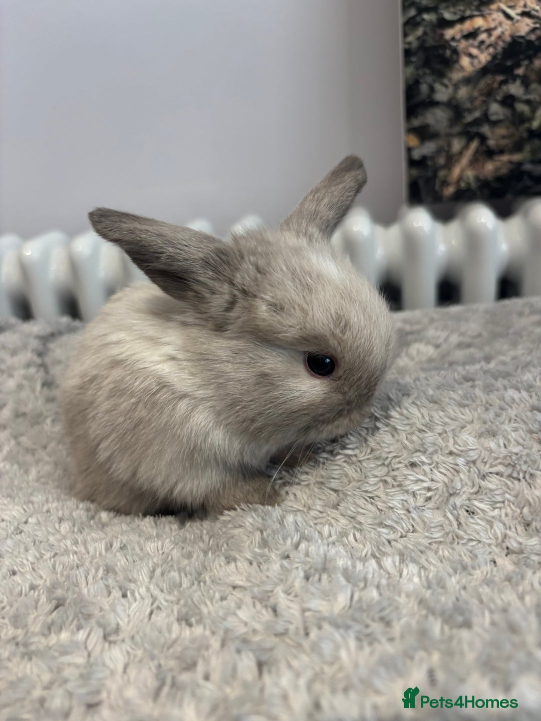 Mini Lop rabbits for sale: Mini lop bunnies  - Advert 5