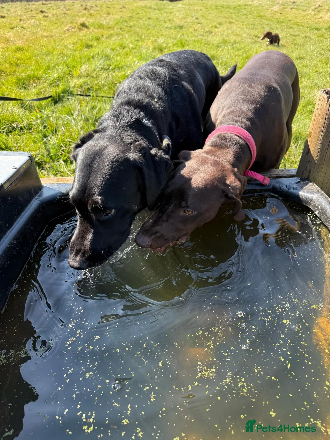 Mixed Breed dogs for sale: Our beautiful dog - Advert 2