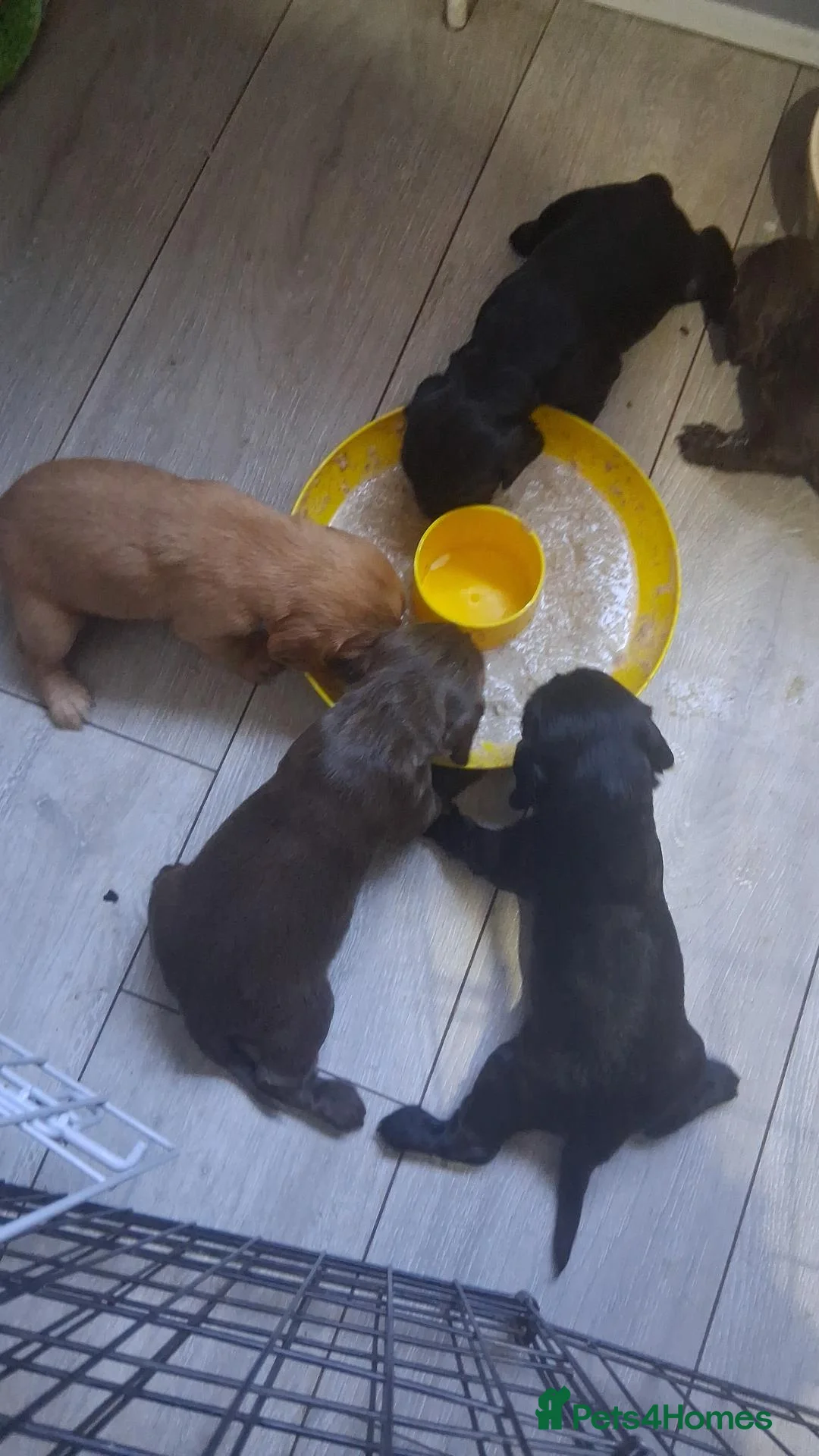 Cocker Spaniel dogs for sale: Cocker spaniel puppies  - Advert 2