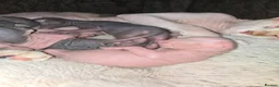 Sphynx cats for sale: Rare Blue-Eyed Sphynx Kitten TICA & GCCF  - Advert 8