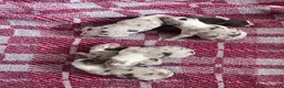 Border Collie dogs for sale: 6 Beautiful Red Merle puppies  - Advert 10