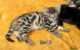 Bengal cats for sale: 3/4 Bengal - cross kittens  - Image 9