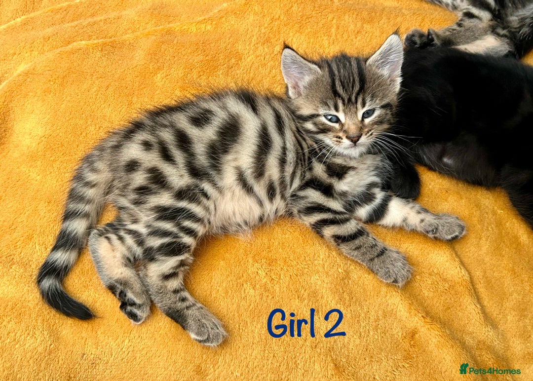Bengal cats for sale: 3/4 Bengal - cross kittens  - Image 9