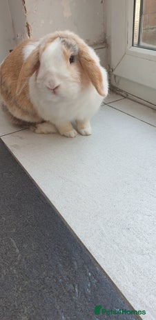 Mixed Breed rabbits - Advert 17