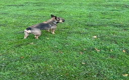 French Bulldog dogs for sale: French bulldog  - Image 2