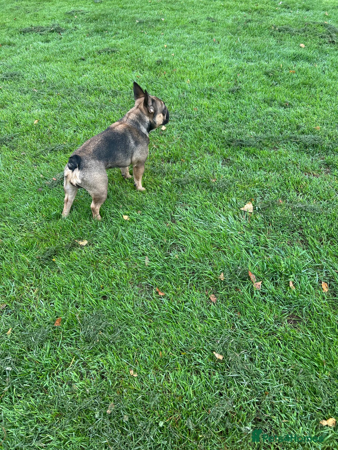 French Bulldog dogs for sale: French bulldog  - Image 2