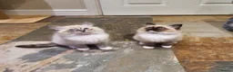 Ragdoll cats for sale: Stunning GCCF Registered Ragdoll Kittens. - Advert 3