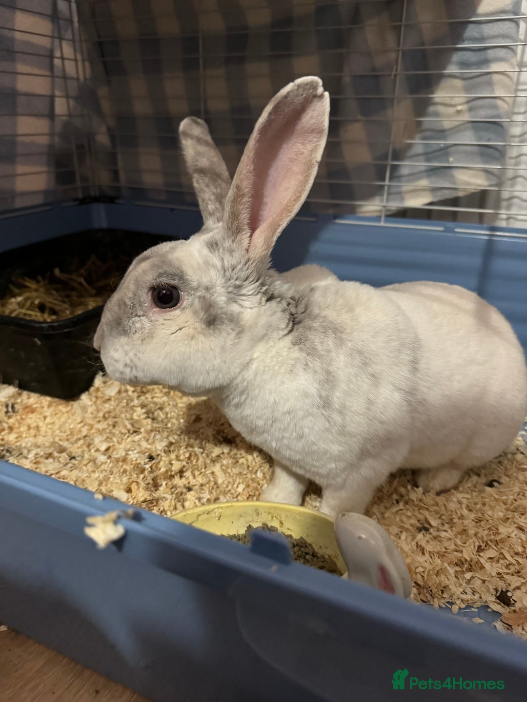 Mixed Breed rabbits for sale: Adult Male rabbit for sale  - Advert 6