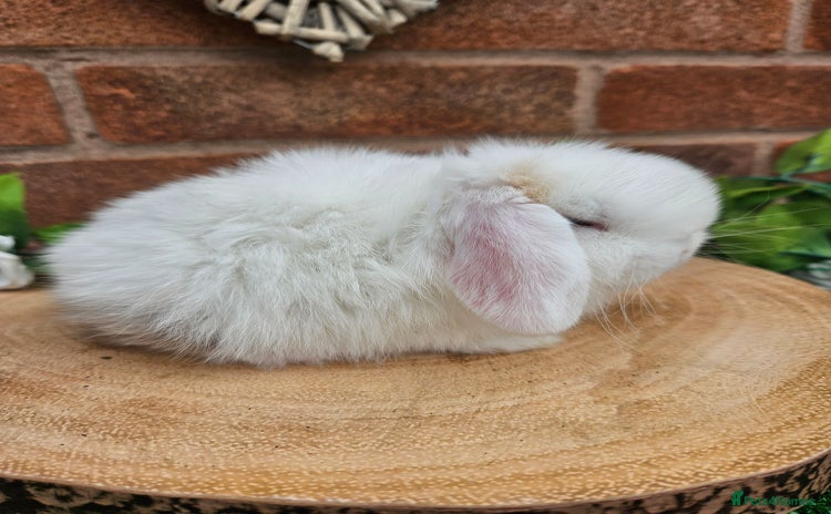 Mini Lop rabbits in Retford - Advert 3
