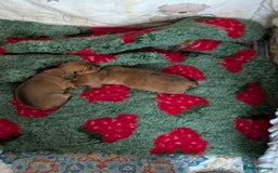 Miniature Dachshund dogs for sale: Smooth shaded red - Image 17