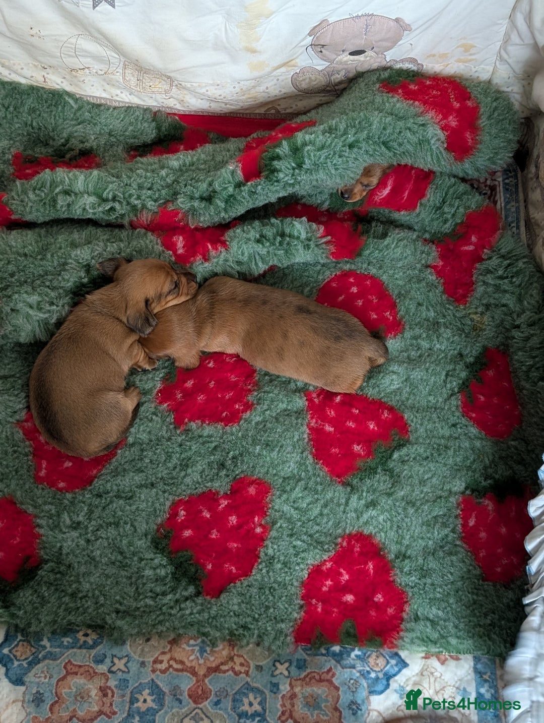 Miniature Dachshund dogs for sale: Smooth shaded red - Image 17
