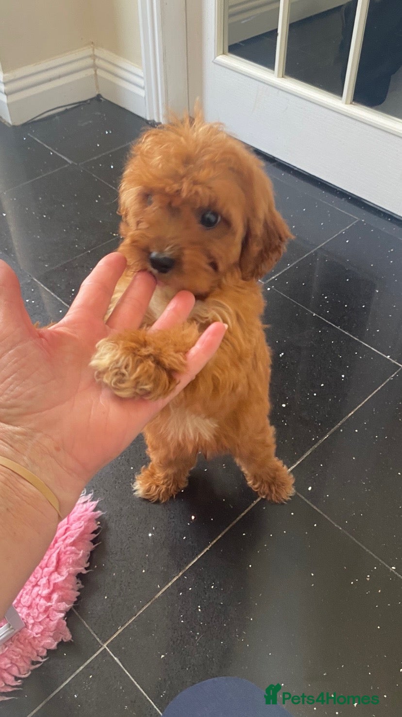 Cavapoo dogs  F1 Cavapoo,puppies available to leave now - Advert 12