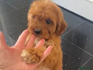 Cavapoo dogs F1 Cavapoo,puppies available to leave now - Advert 1