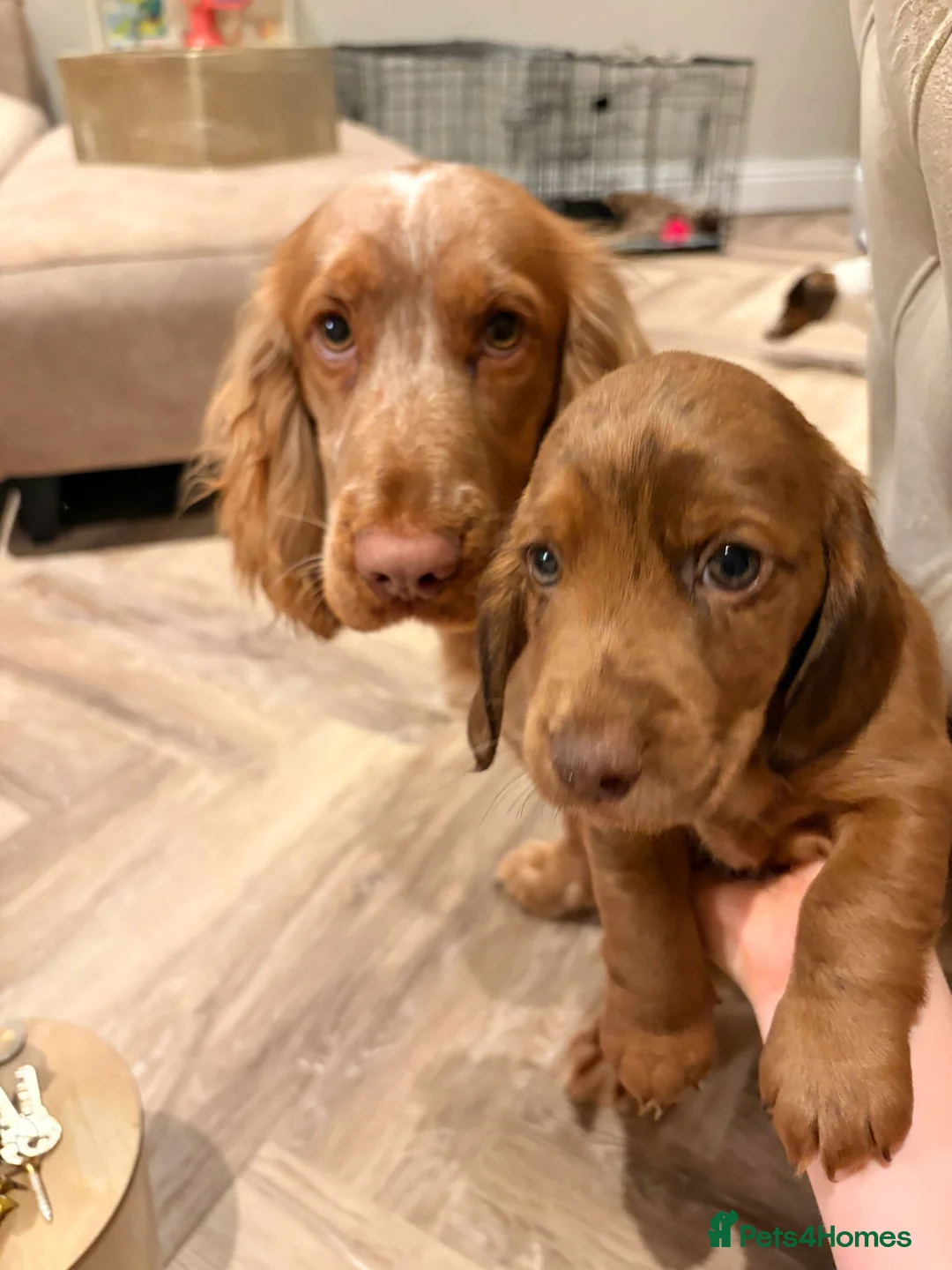 Cocker Spaniel dogs for sale: Four gorgeous playful cocker spaniels  - Advert 1