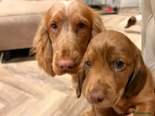 Cocker Spaniel dogs Four gorgeous playful cocker spaniels - Advert 2