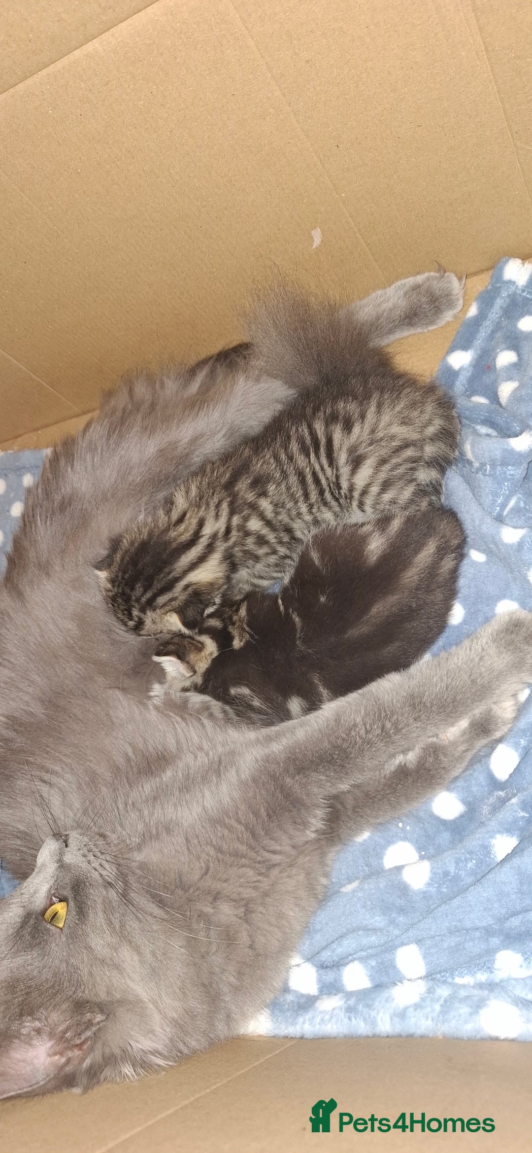 Mixed Breed cats for sale: 3 fluff balls looking for forever homes  - Image 7