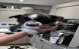 Border Collie dogs for sale: Beautiful Border Collie Puppies - Image 18