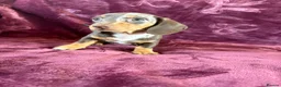 Miniature Dachshund dogs for sale: KC MINIATURE DACHSHUND PUPPIES  - Advert 6