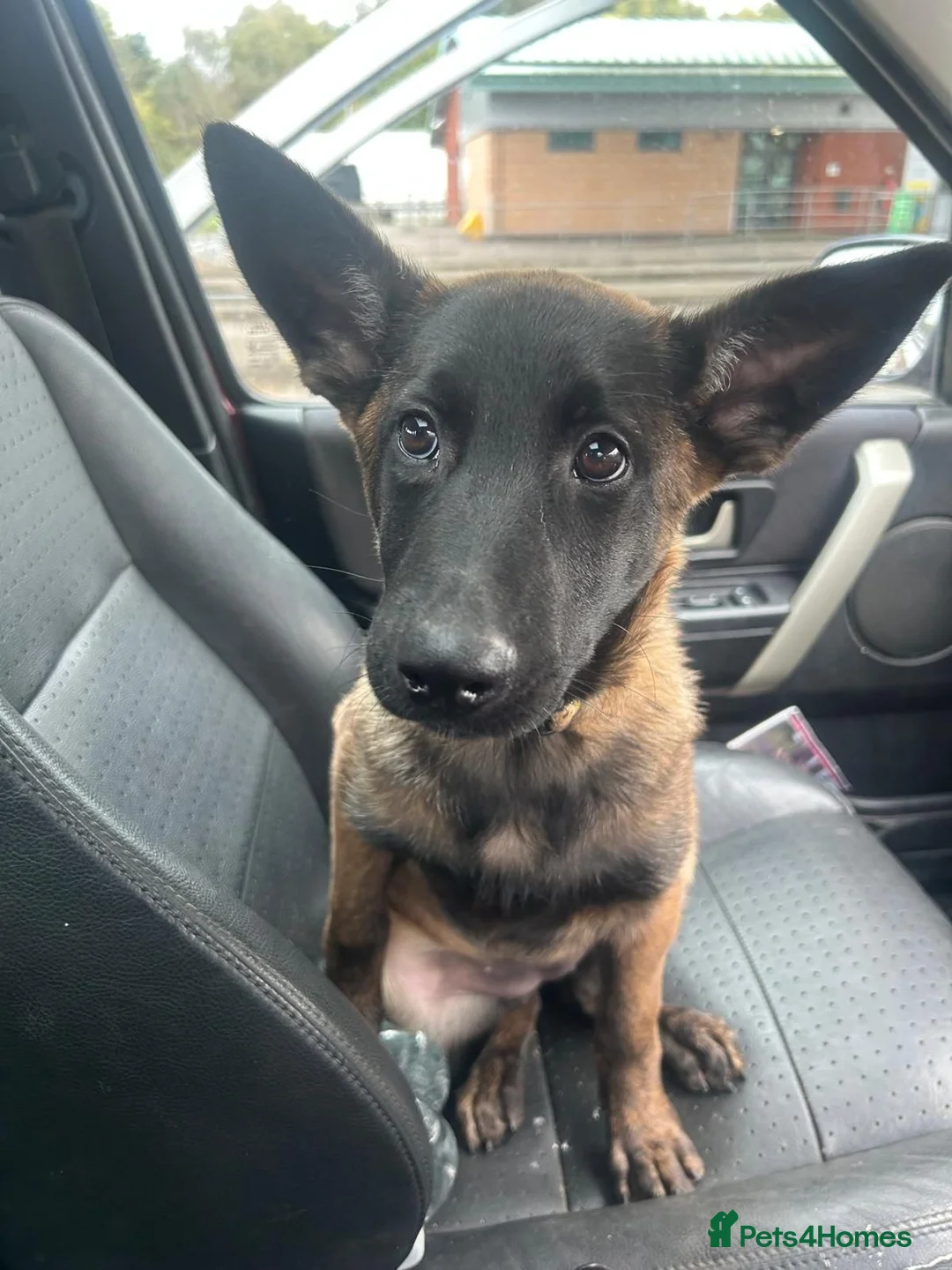 Belgian Shepherd Dog dogs for sale: Belgian malinois  - Advert 2