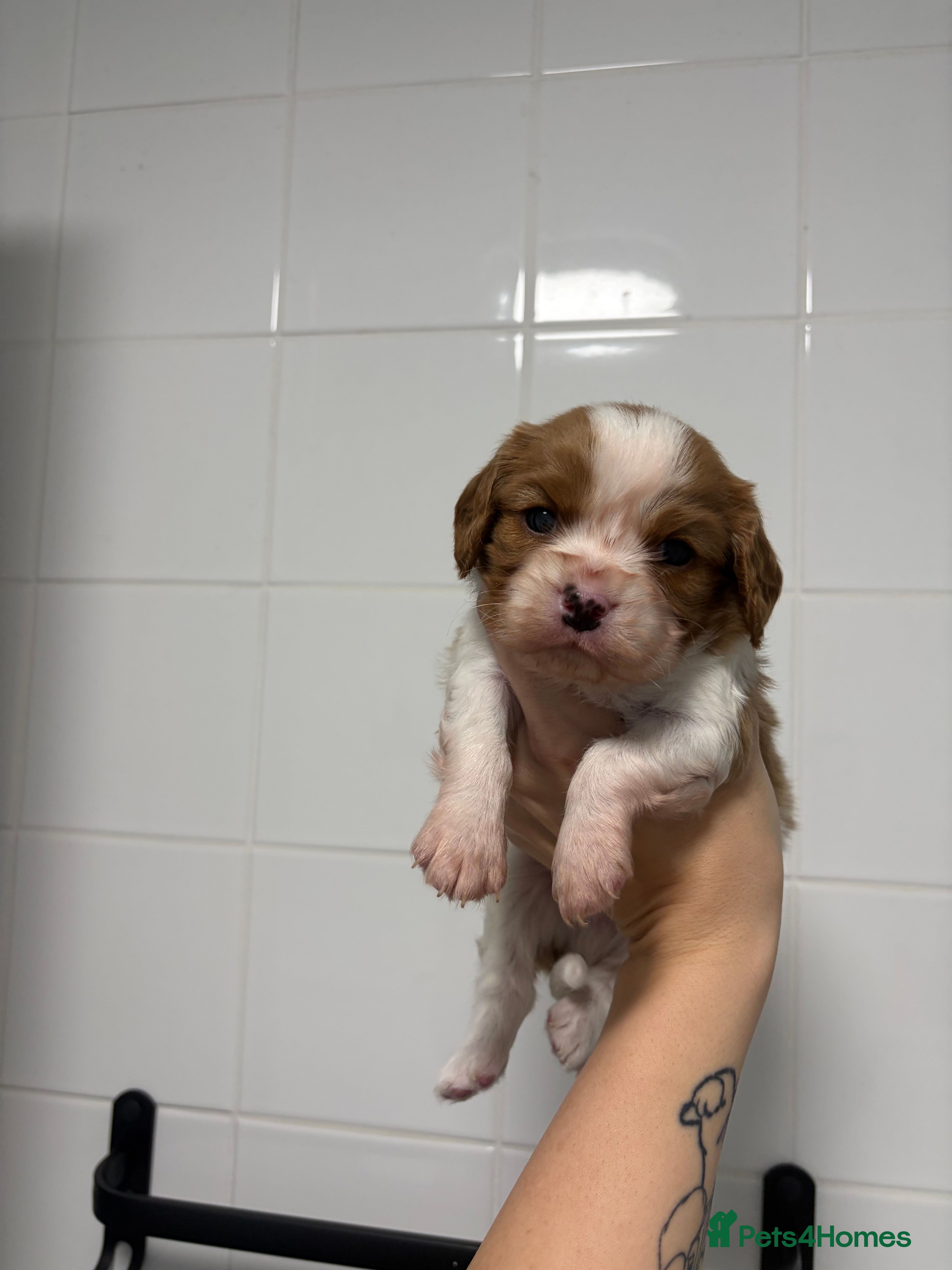 Cavalier King Charles Spaniel dogs Beautiful KC Registered Cavalier King Charles Pups - Advert 6