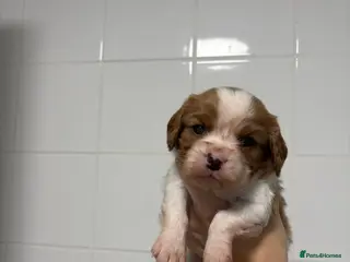 Cavalier King Charles Spaniel dogs Beautiful KC Registered Cavalier King Charles Pups - Advert 6