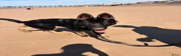 German Shepherd dogs for sale: Apollo - Advert 6