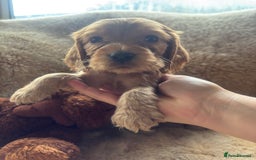 Cocker Spaniel dogs for sale: Cocker spaniel puppies  - Image 15
