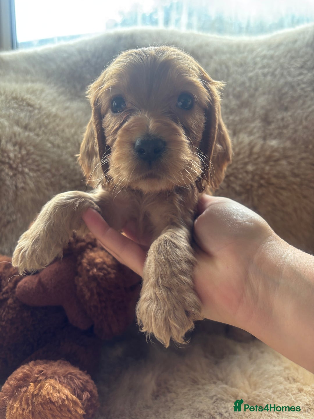 Cocker Spaniel dogs for sale: Cocker spaniel puppies  - Image 15